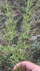 Equisetum arvense