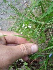 Euphrasia stricta