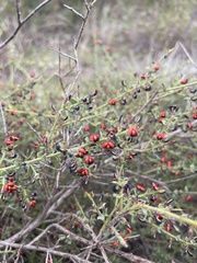 Daviesia arenaria