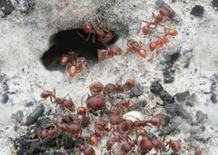 Pogonomyrmex badius