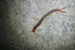Scolopendra dehaani