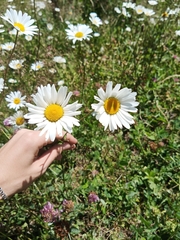 Leucanthemum vulgare