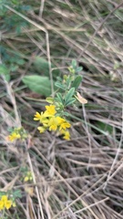Medicago falcata