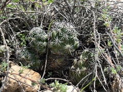Neolloydia conoidea