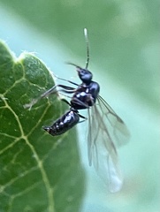 Lasiini