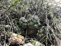 Neolloydia conoidea