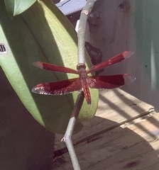 Neurothemis taiwanensis