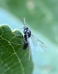 Lasiini
