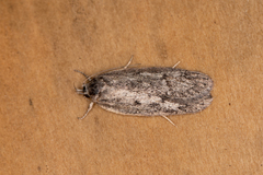 Acantholena siccella