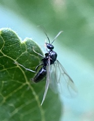 Lasiini