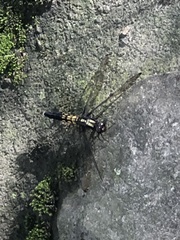 Orthetrum melania melania