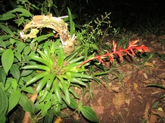 Tillandsia guatemalensis