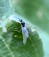 Lasiini