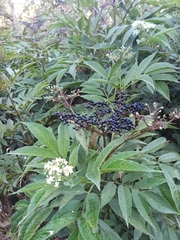 Sambucus nigra