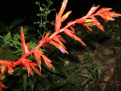 Tillandsia guatemalensis