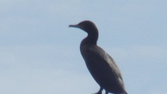 Phalacrocorax carbo
