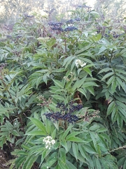 Sambucus nigra