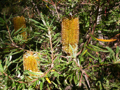 Banksia collina
