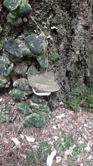 Heterobasidion annosum
