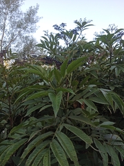 Sambucus nigra