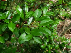 Eugenia ligustrina