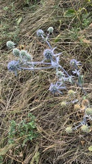 Eryngium planum