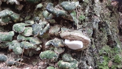Heterobasidion annosum