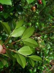 Eugenia ligustrina