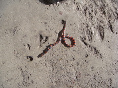 Geophis semidoliatus