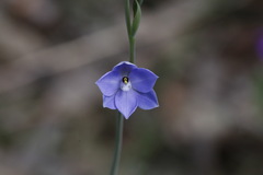 Thelymitra purpurata
