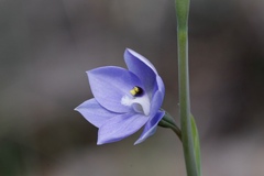 Thelymitra purpurata