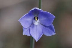 Thelymitra purpurata