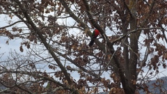 Alisterus scapularis