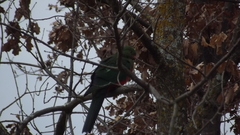 Alisterus scapularis