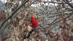 Alisterus scapularis