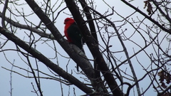 Alisterus scapularis