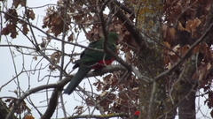 Alisterus scapularis