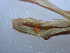 Neolasioptera willistoni