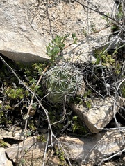 Neolloydia conoidea