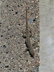 Lygodactylus capensis
