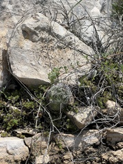 Neolloydia conoidea