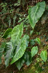 Colocasieae