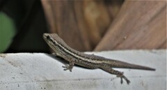 Lygodactylus capensis