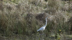 Ardea alba modesta