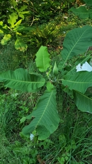Magnolia macrophylla ashei