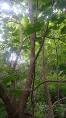 Gyrocarpus jatrophifolius