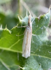 Crambus