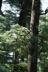 Cedrus deodara