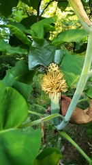 Magnolia macrophylla ashei