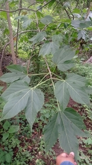 Gyrocarpus jatrophifolius